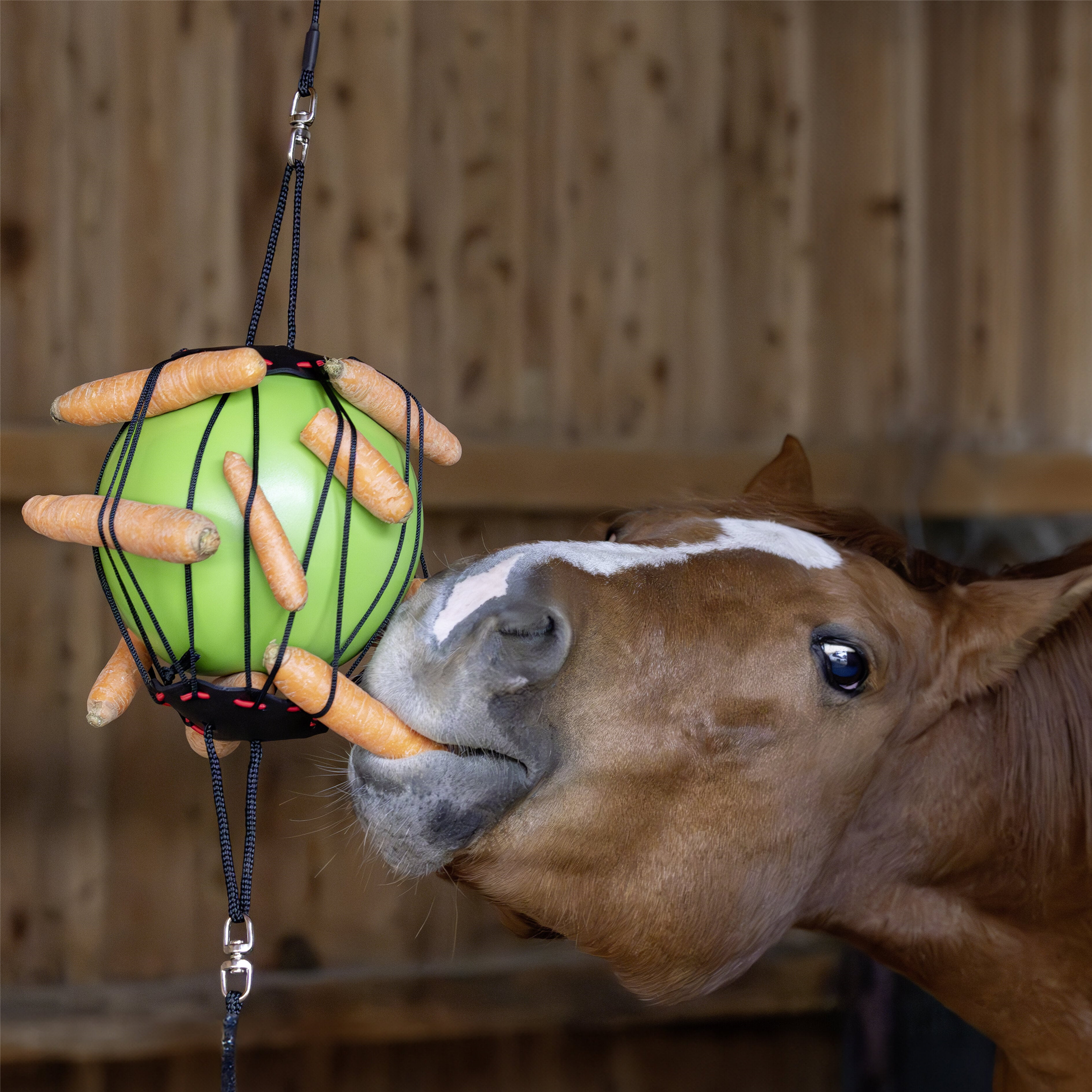Balle à jouer pour chevaux - KERBL